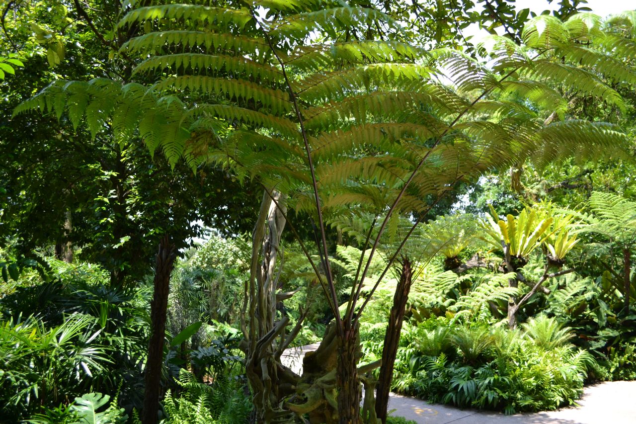 singapore_botanic_garden_funkloch_abschalten_asientrip15