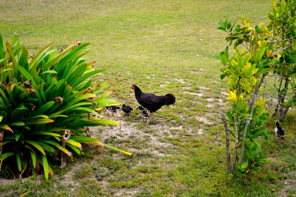 Hühner Insel Pulau Babi Besar