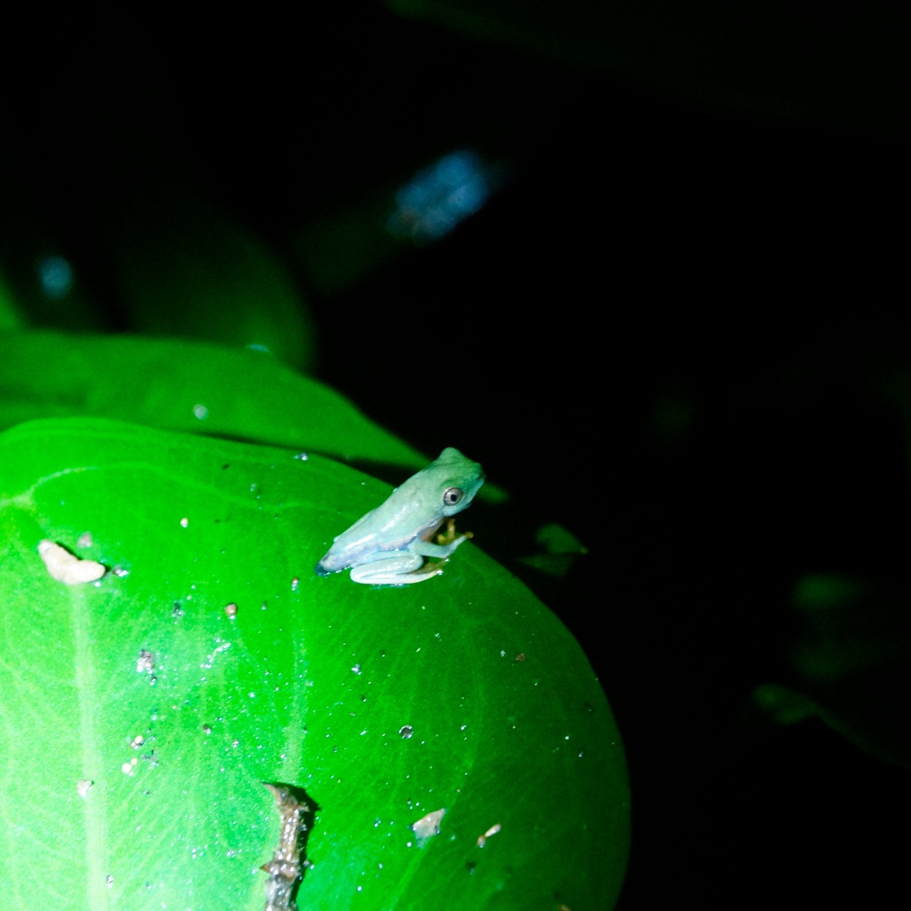 Frosch Costa Rica
