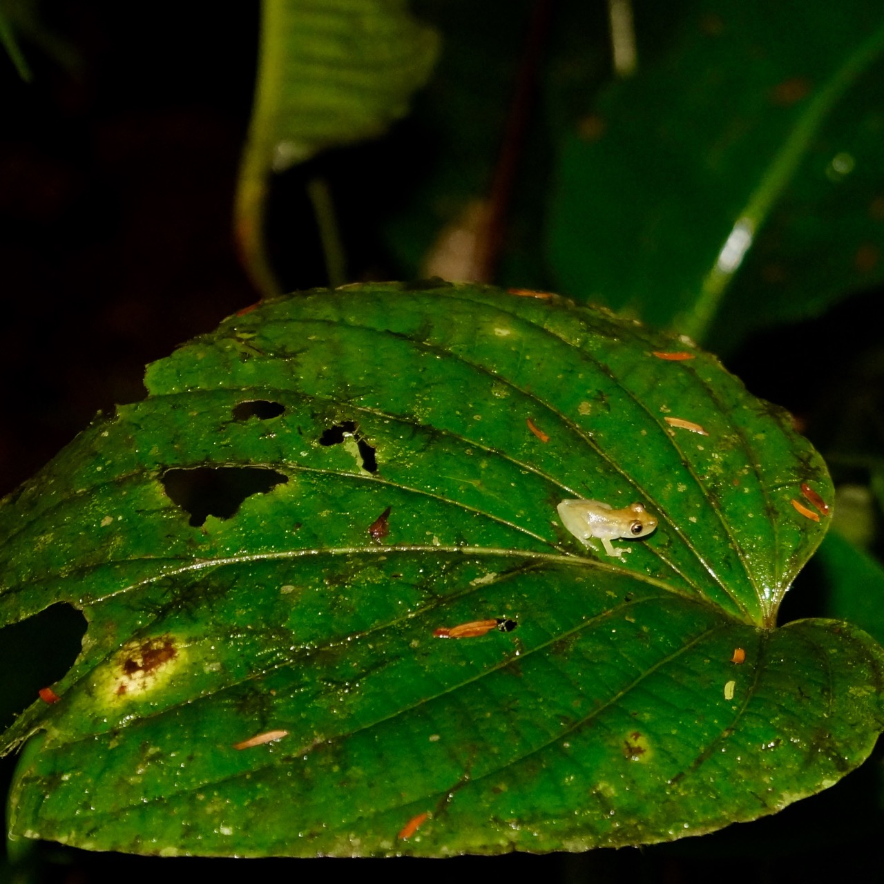 Minifrosch Costa Rica