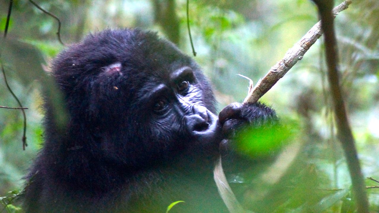 Gorilla Trekking im Bwindi Nationalpark in Uganda