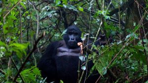 Gorilla Bwindi Nationalpark