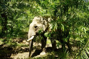 elefantenreiten thailand