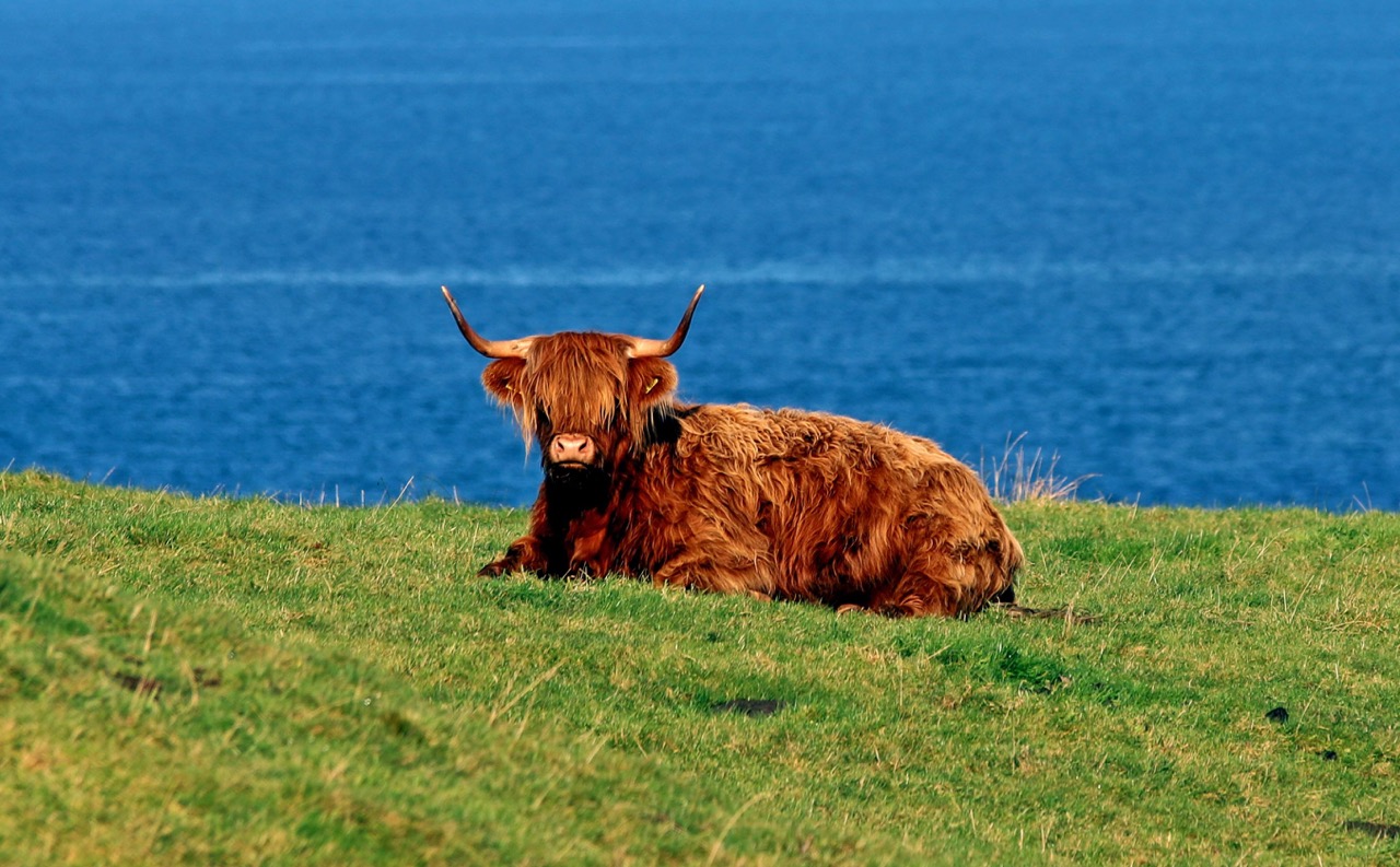 Highland Cow Schottland