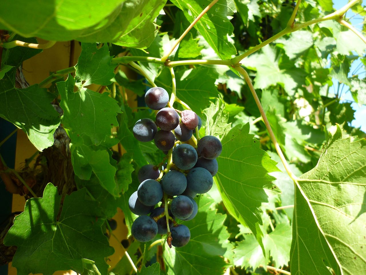 Wein-auf-SaechsischeWeinstrasse